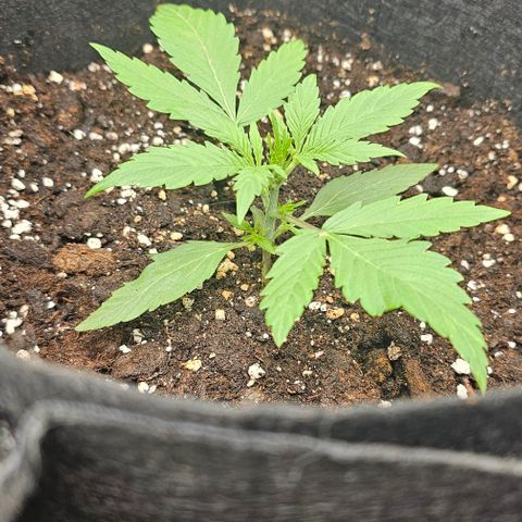 Grape Ape Auto growlog photo: Wächst sehr gut allerdings warte ich dort noch mit dem lst da die Pflanze von zamnesia aus nur 70cm hoch wächst