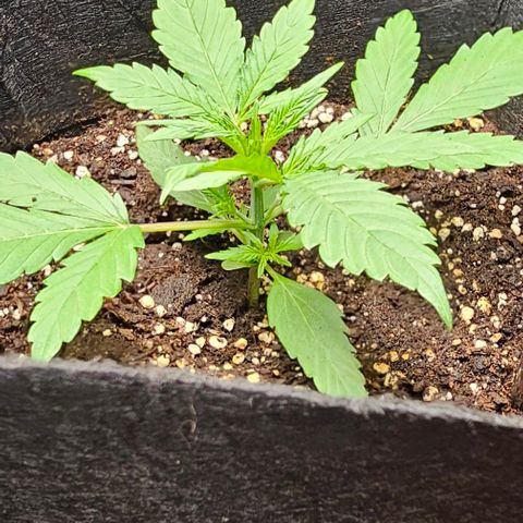 Grape Ape Auto growlog photo: Vor dem lst 