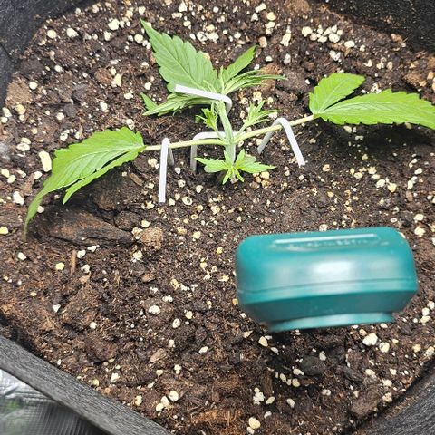 Grape Ape Auto growlog photo: Nach dem lst Beginn