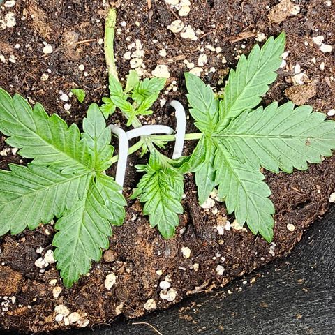 Apple Fritter growlog photo: Weiter runter gedrückt 