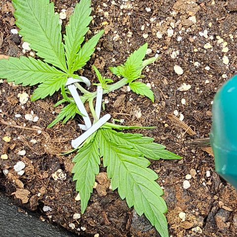 Grease Monkey Auto growlog photo: Weiter runter gedrückt 