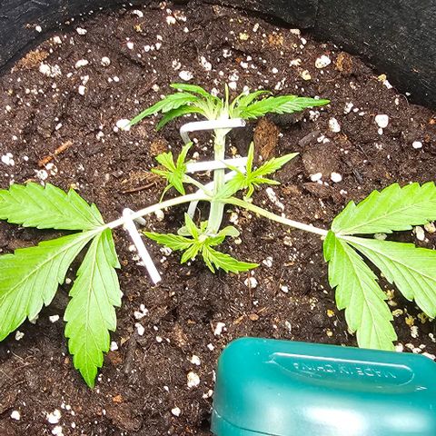 Grape Ape Auto growlog timeline photo