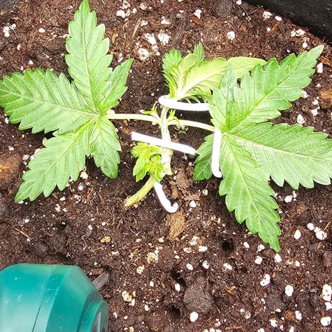 Apple Fritter growlog timeline photo