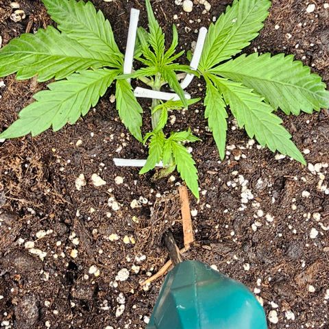 Grease Monkey Auto growlog timeline photo