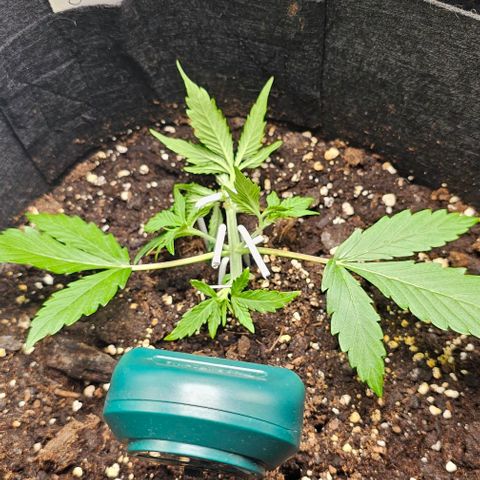Grape Ape Auto growlog photo: Sieht gut aus und sie scheint das lst sehr gut anzunehmen 