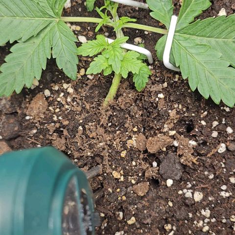 Apple Fritter growlog photo: Sie erholt sich langsam von dem frühzeitigem lst fehler 