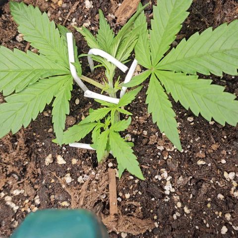 Grease Monkey Auto growlog photo: Nimmt das lst auch gut an 
