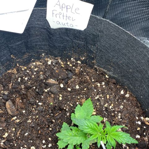 Apple Fritter growlog timeline photo