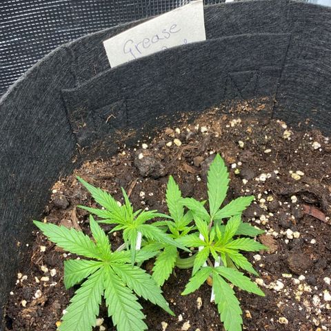 Grease Monkey Auto growlog timeline photo
