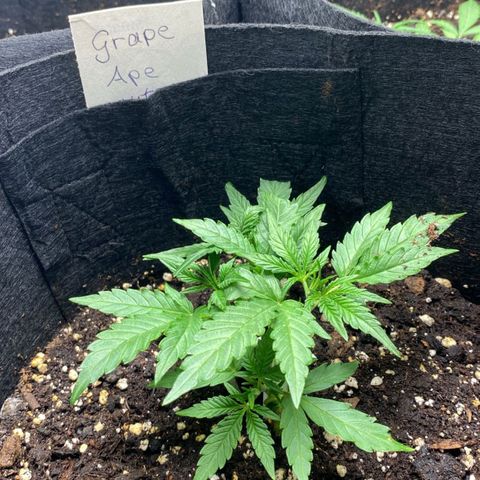 Grape Ape Auto growlog timeline photo