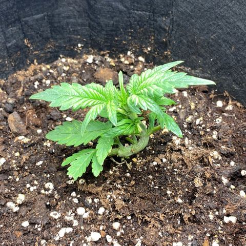 Apple Fritter growlog timeline photo