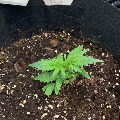 Apple Fritter growlog timeline photo