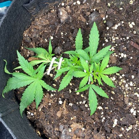Grease Monkey Auto growlog timeline photo