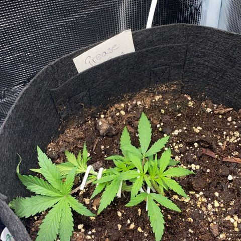 Grease Monkey Auto growlog timeline photo