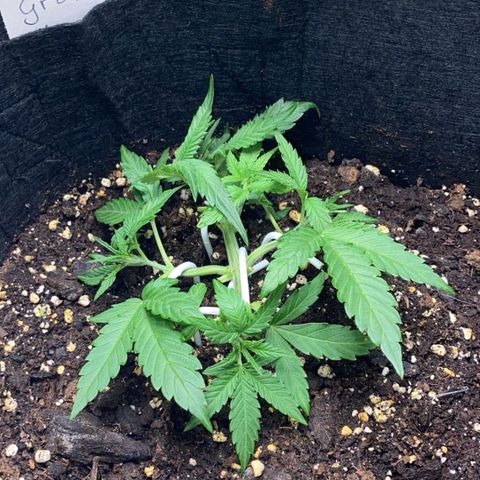 Grape Ape Auto growlog timeline photo