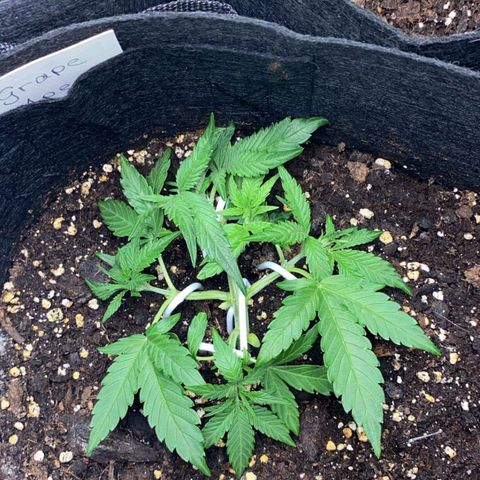 Grape Ape Auto growlog timeline photo