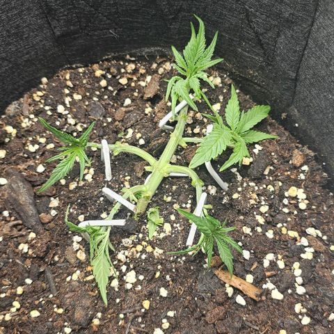 Grape Ape Auto growlog photo: Nach dem sie gestern Duschen waren heute wieder runter gedrückt und Blätter entfernt für mehr Licht für die einzelnen triebe