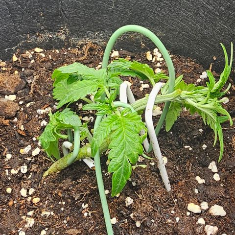 Apple Fritter growlog photo: Nach dem sie gestern Duschen waren heute wieder runter gedrückt und Blätter entfernt für mehr Licht für die einzelnen triebe