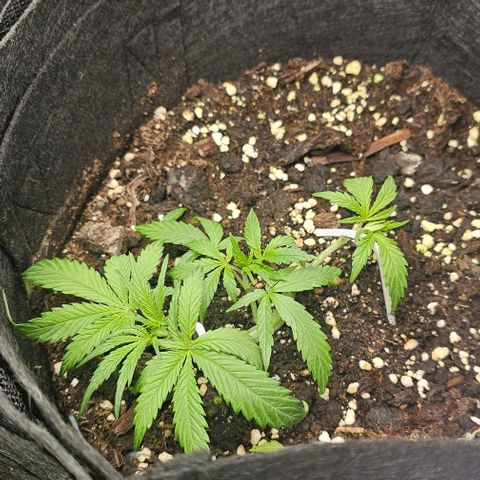 Grease Monkey Auto growlog photo: Nach dem sie gestern Duschen waren heute wieder runter gedrückt und Blätter entfernt für mehr Licht für die einzelnen triebe
