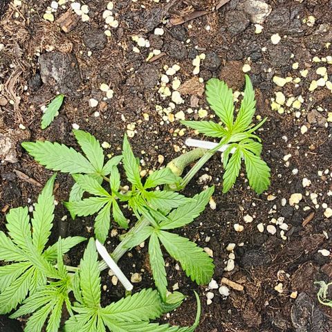 Grease Monkey Auto growlog timeline photo