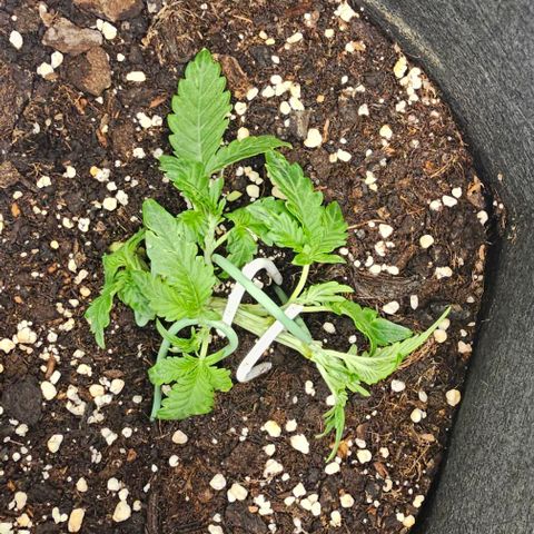 Apple Fritter growlog timeline photo