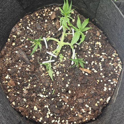 Grape Ape Auto growlog timeline photo