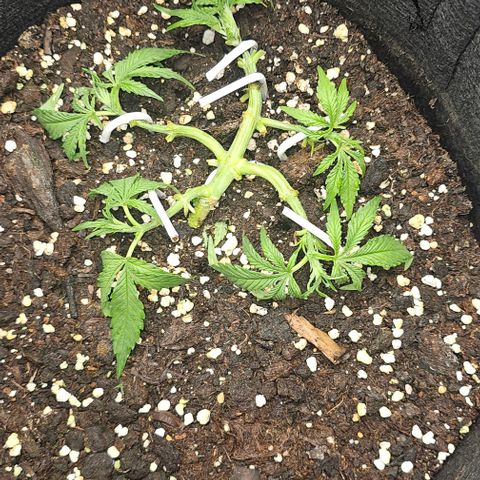 Grape Ape Auto growlog photo: Lst fortgesetzt