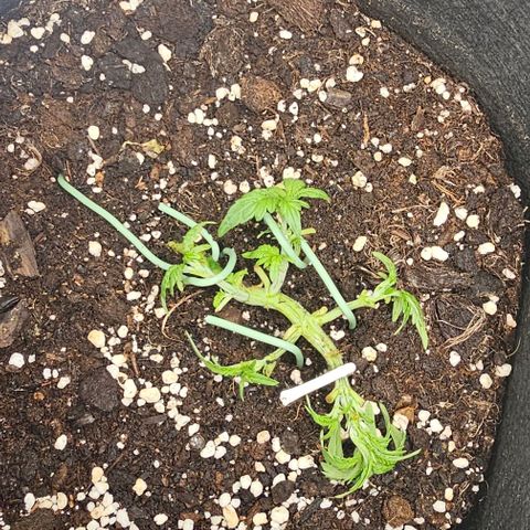Apple Fritter growlog photo: LST fortgesetzt 