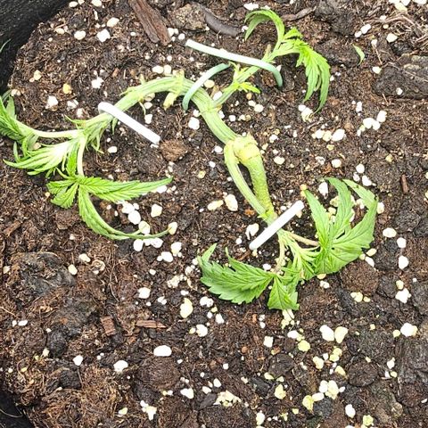 Grease Monkey Auto growlog photo: LST fortgesetzt