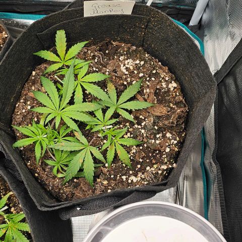 Grease Monkey Auto growlog timeline photo