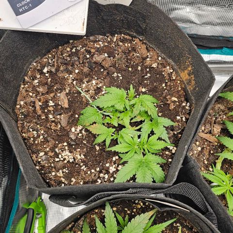 Apple Fritter growlog timeline photo