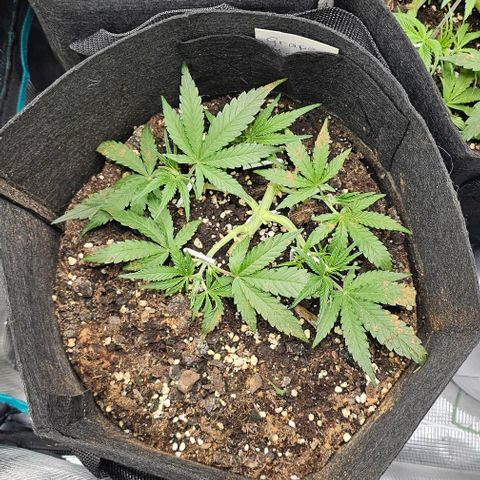 Grape Ape Auto growlog timeline photo