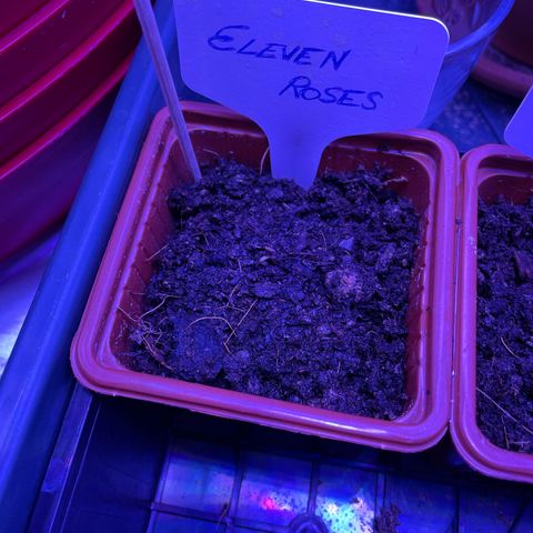 Eleven Roses 🌹 - Wish - 55j - 8 sem growlog timeline photo