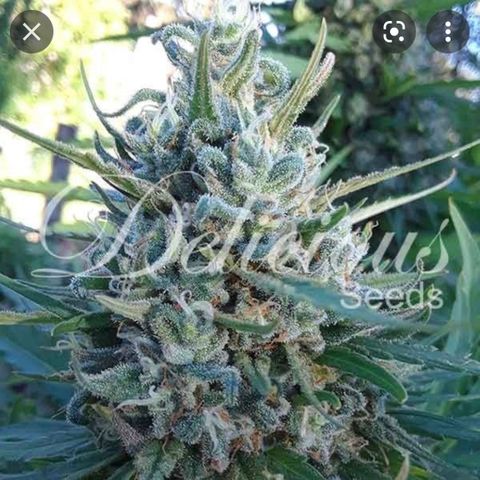 Eleven Roses - Rose 🌹 - 55 j - 8 sem growlog timeline photo