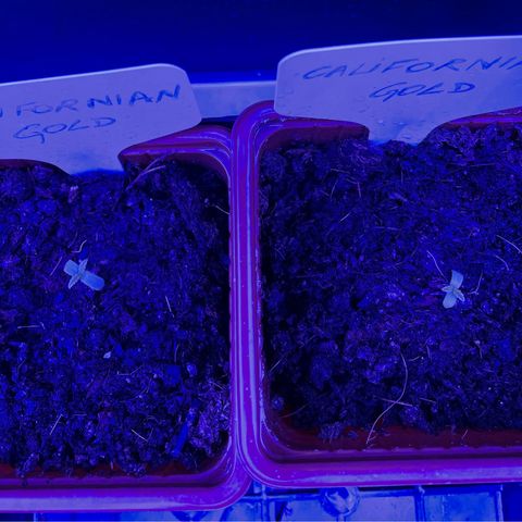 Californian Gold - Lili - 62 j - 9 sem. growlog photo: Voici Lili