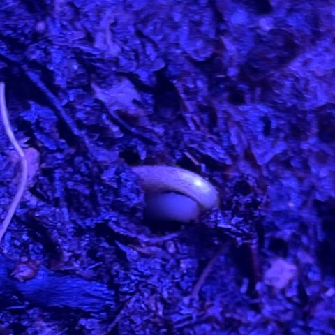 Californian Gold - Lili - 62 j - 9 sem. growlog photo: 8:30 - Rush montre le bout de son nez
