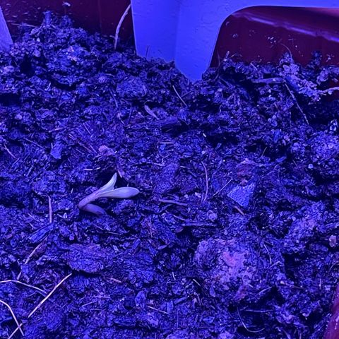 Eleven Roses 🌹 - Wish - 55j - 8 sem growlog photo: Wish. 10:05