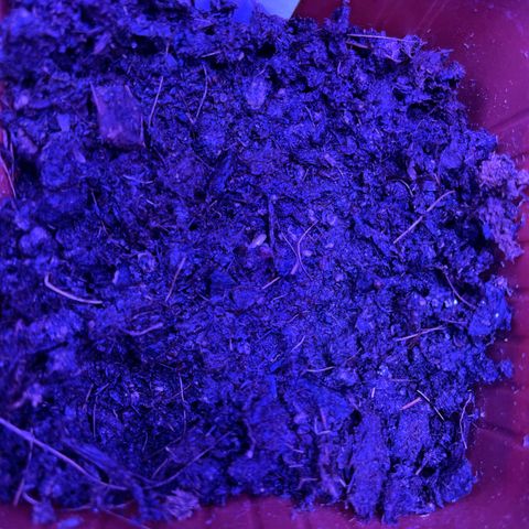 Eleven Roses - Rose 🌹 - 55 j - 8 sem growlog photo: Rose le 10/12 à 06:06