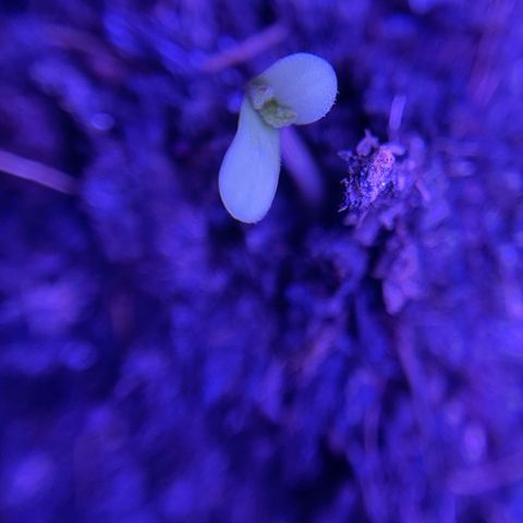 Eleven Roses 🌹 - Wish - 55j - 8 sem growlog photo: 13:52