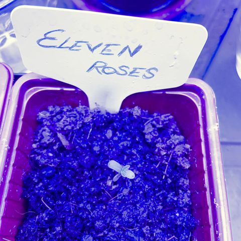 Eleven Roses - Rose 🌹 - 55 j - 8 sem growlog photo: Rose. 20:00