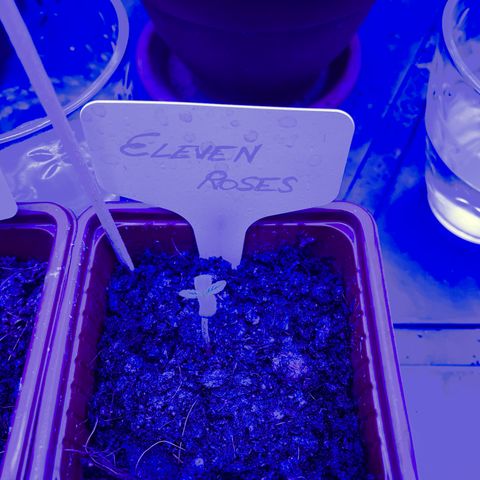 Eleven Roses 🌹 - Wish - 55j - 8 sem growlog photo: Wish. 21:00