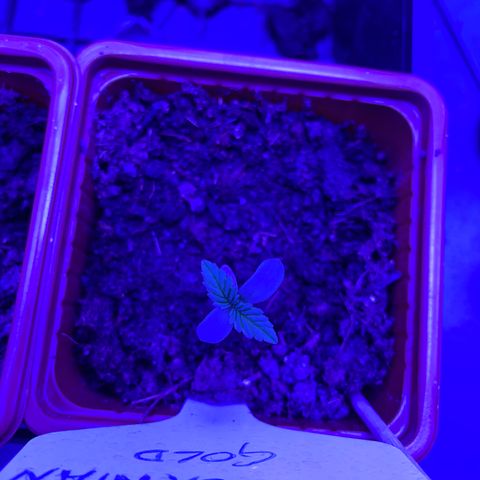 Californian Gold - Rush - 62 j - 9 sem growlog photo: Rush. 22:00 le 11/12