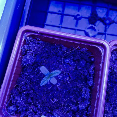 Californian Gold - Lili - 62 j - 9 sem. growlog photo: Lili. 22:00