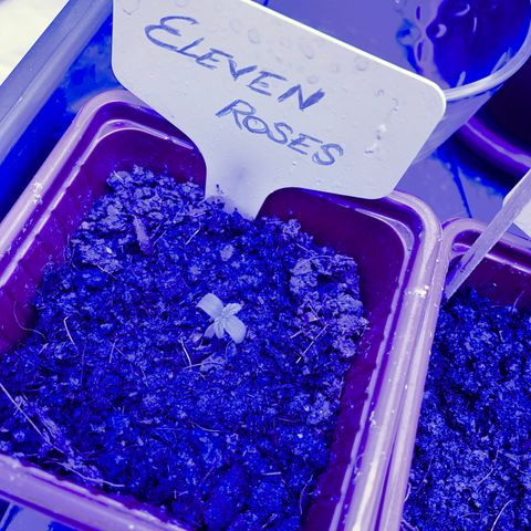 Eleven Roses - Rose 🌹 - 55 j - 8 sem growlog photo: Rose. 21:00. 11/12/21