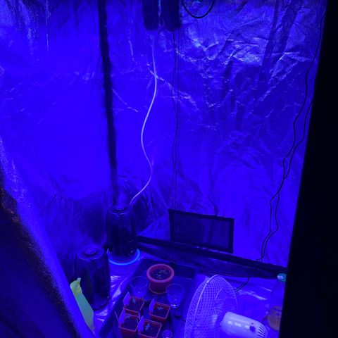 Californian Gold - Lili - 62 j - 9 sem. growlog photo: Tout semble aller. 
