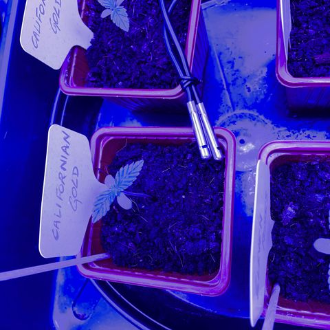 Californian Gold - Lili - 62 j - 9 sem. growlog photo: Tout semble aller. 
