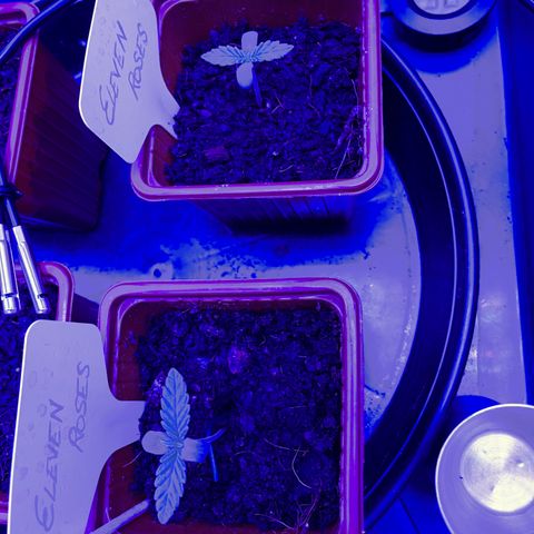 Californian Gold - Lili - 62 j - 9 sem. growlog photo: Tout semble aller. 