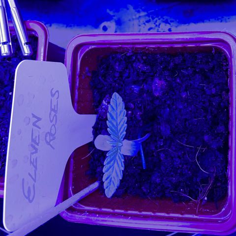 Eleven Roses 🌹 - Wish - 55j - 8 sem growlog photo: Wish. Courbé.