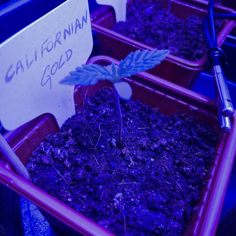 Californian Gold - Rush - 62 j - 9 sem growlog photo: Nickel