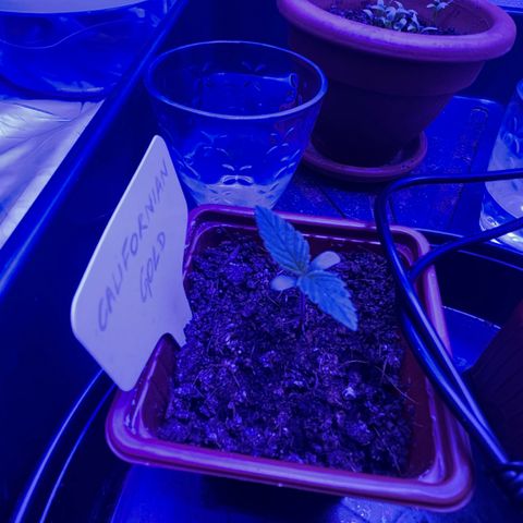 Californian Gold - Lili - 62 j - 9 sem. growlog photo: 21:00 le 14/12/21